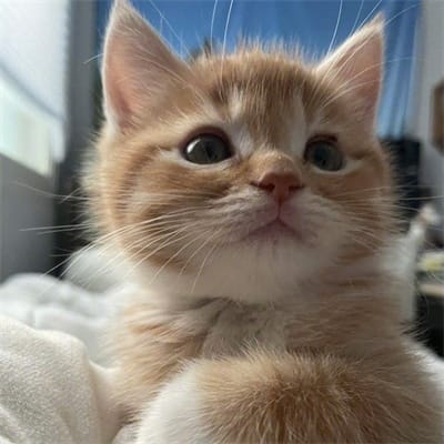 Nguyễn Tiến Linh avatar